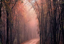 步行者队球员康复良好，或将于下个月复出